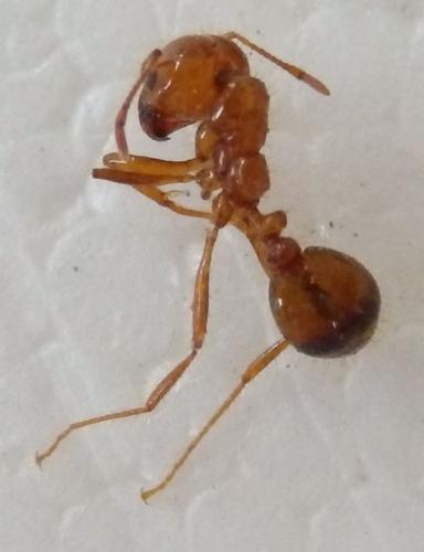 Réf. 206 752 : Solenopsis sp.
